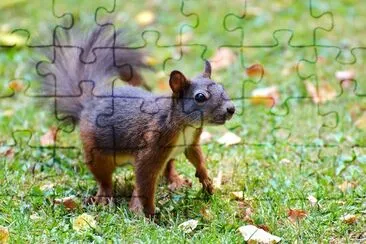 Brown Racoon jigsaw puzzle