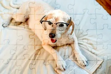 Chien avec des lunettes