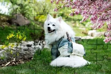 Samojede Hund im Park