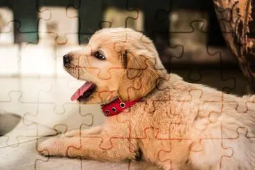 Super Cute Puppy jigsaw puzzle