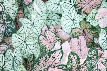 Special Coloured Leaves jigsaw puzzle