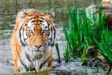 Bengal Tiger jigsaw puzzle