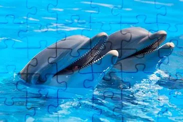 Two Dolphins jigsaw puzzle