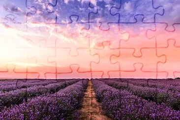 Campo de lavanda al atardecer