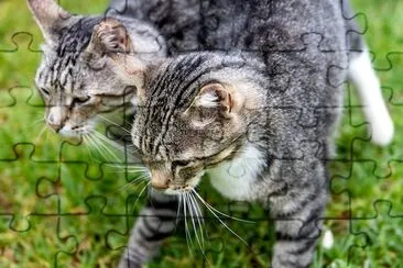 Zwei getigerte Katzen Nahaufnahme