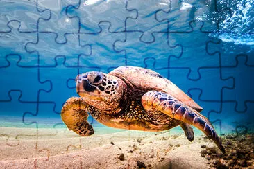 Tortue verte hawaïenne dans l'eau