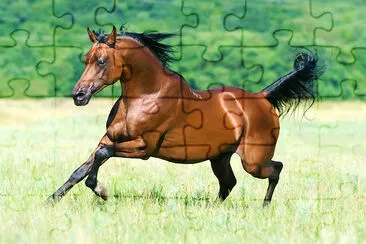 Running Arabian Horse jigsaw puzzle