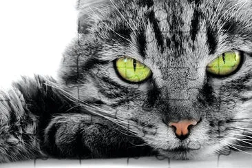 Green Eyed Cat jigsaw puzzle