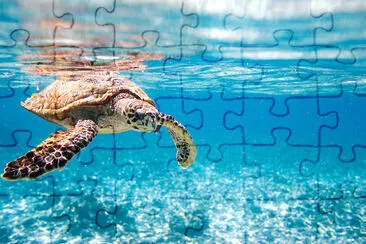 Tortue de mer sous l'eau