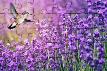 蜂鳥餵野花