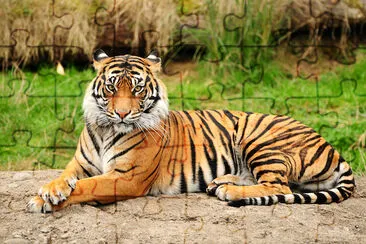 Portrait de tigre