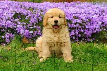 Chiot dans un champ de fleurs