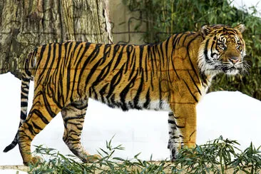 Sumatra-Tiger