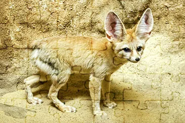 Fennec Fox (2015) jigsaw puzzle