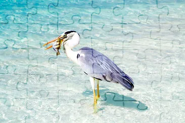 Pélican tenant un oiseau