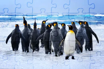 King Pinguins jigsaw puzzle