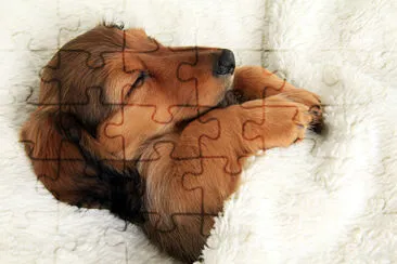 Sleeping Dachshund jigsaw puzzle