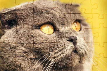 Gros plan du chat Scottish Fold gris