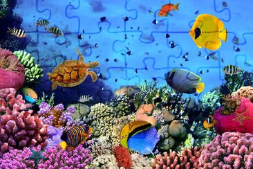 Photo of a Coral Colony jigsaw puzzle