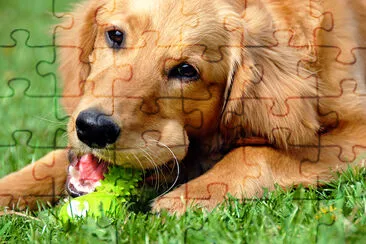 Golden Retriever avec jouet