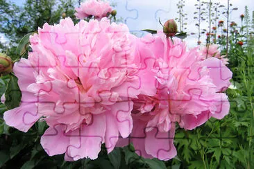 Flowers of Peony jigsaw puzzle