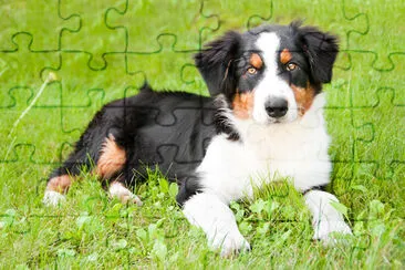 Retrato de um cachorro fofo ao ar livre