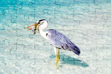 Uccello che tiene pesce in mare