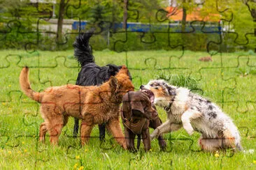 chiots qui jouent