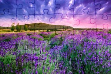 Sunset over a lavender field jigsaw puzzle