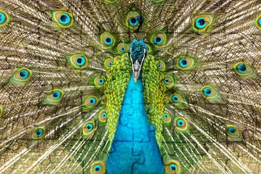 Closeup on a peacock on the farm jigsaw puzzle