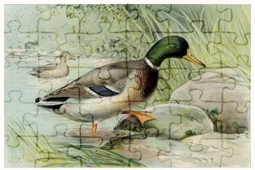 Mallard Duck (Anas Boschas) maschio illustrato