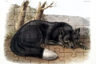 American Black or Silver Fox jigsaw puzzle