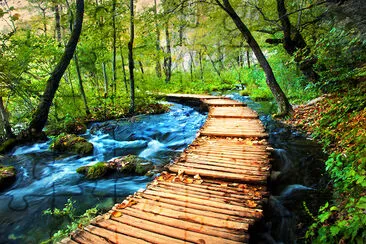 Ruscello profondo della foresta.