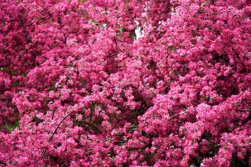 Belles fleurs d'amandier rose vif