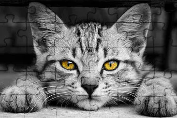 Cat Portrait jigsaw puzzle