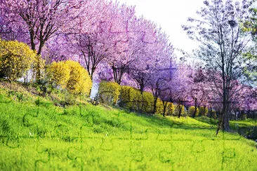 Árboles de sakura en flor