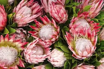 Lussureggiante bouquet di protea