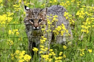 Bobcat all'aperto