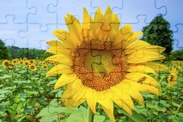 Sunflowers bloom in the Western Montgomery jigsaw puzzle