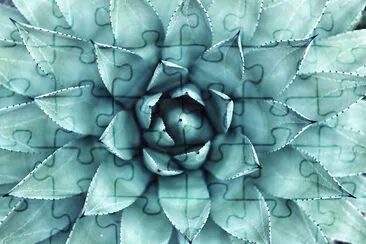 Succulent Macro Shot jigsaw puzzle