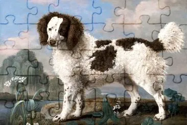 Perro de aguas marrón y blanco (1778)