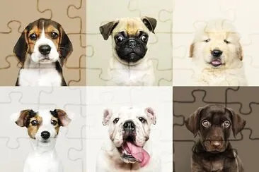 6 cachorrinhos adoráveis