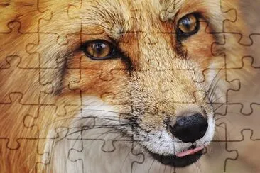 Red Fox Close Up jigsaw puzzle