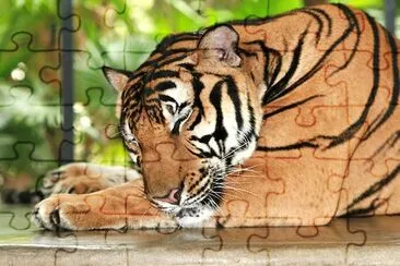 Sleeping Tiger jigsaw puzzle