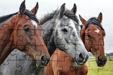 3 Horses jigsaw puzzle