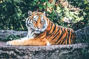 Tigre sentado en el bosque