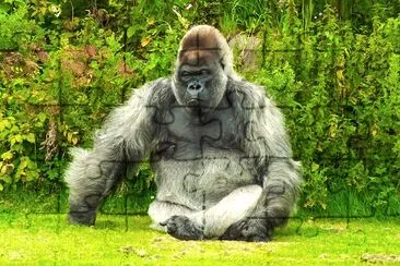 Resting Gorilla jigsaw puzzle