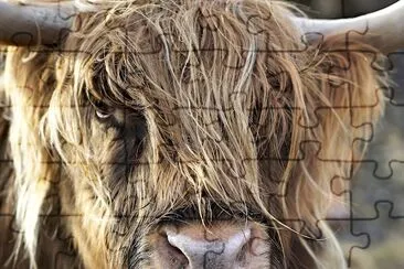 Highland Cow in Elgol, UK jigsaw puzzle