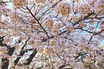 日本の桜の花