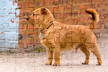 Cute Brown Dog jigsaw puzzle